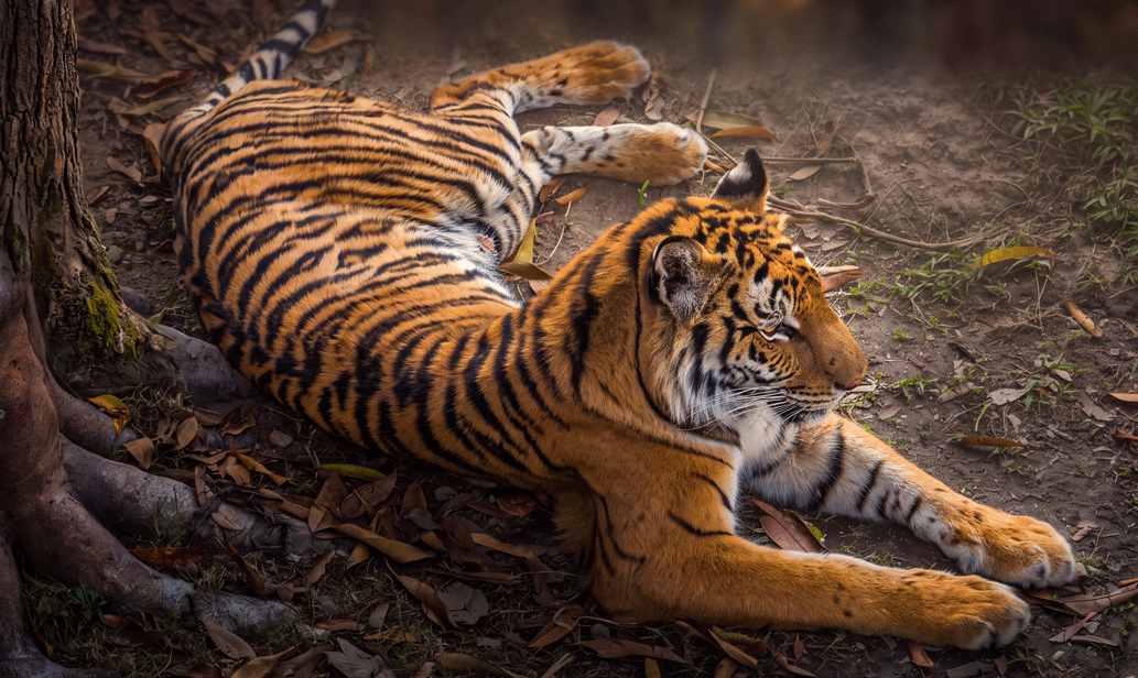 Tiger resting among leaves and forest floor